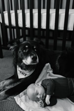 A black and white dog rests on a couch in a series of four similar poses.