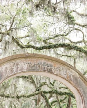 Wormsloe State Historic Park Entry way captured on Film by Chelsee Rawe Photography