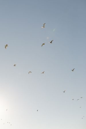 Birds Flying in the School in a light filled beach session by Chelsee Raw