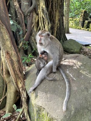 Ubud Bali monkey forest