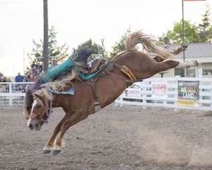 A cowboy rides a bucking bronco horse at a rodeo competition on a dirt arena.