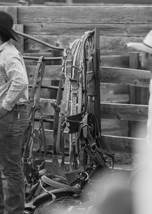 Black and white photo of Western horse tack and leather bridles hanging on a wooden fence at a rodeo.