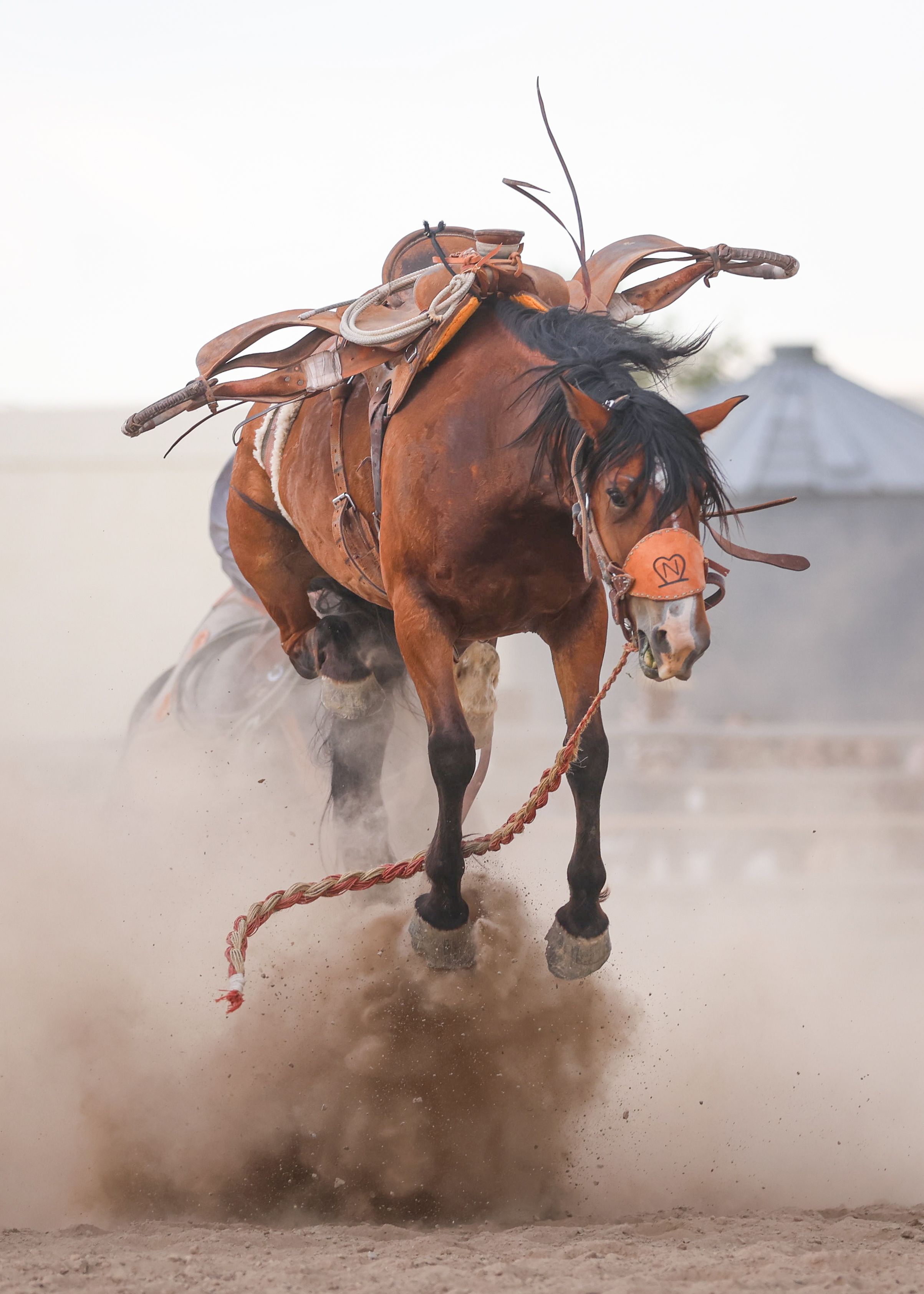 A bucking bay horse with a saddle kicks up dust in a rodeo arena, with no rider, reins trailing.