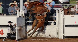 A bronc rider holds on tight during an intense rodeo competition.