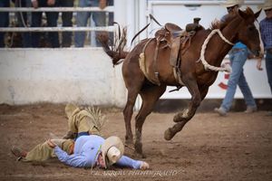 A dramatic moment as a rider falls from a bronc in a rodeo arena.