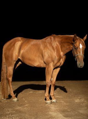 Full body profile of a chestnut horse with white markings against black background.