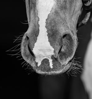 Close-up black and white photo of a horse's nostrils showing whiskers and texture.