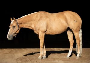 Side view of a palomino horse standing against dark background showing conformation.