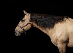 Profile portrait of a cream colored horse with dark mane against black background.