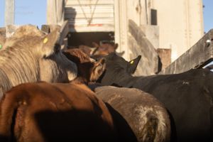 Group of horses huddled together in sunlit corral during golden hour.