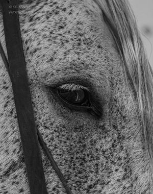 Close-up black and white photo of a speckled horse's eye showing intricate detail in the coat pattern.