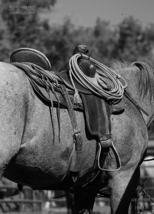 Black and white detail of a western saddle and tack on a horse's back.