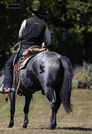 A horse and rider in western attire against a blurred natural background.