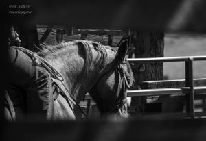 Black and white photo of a bridled horse's head viewed through stable bars.