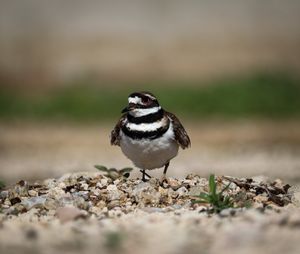 Killdeer bird with distinctive black and white stripes standing on rocky ground.