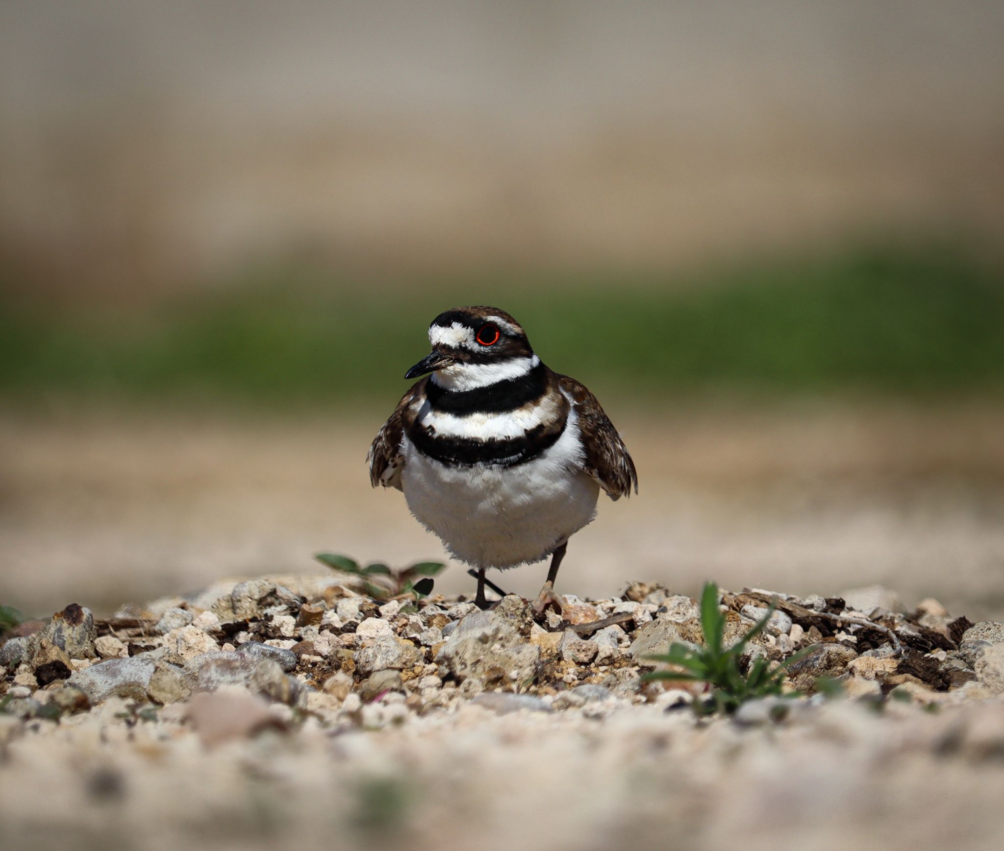 Killdeer bird with distinctive black and white stripes standing on rocky ground.