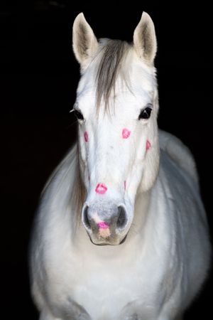 White horse with pink lipstick kiss marks decorating its face against a black background.