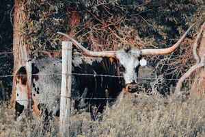 Large black cow standing behind a rustic fence with longhorns mounted on a wooden post in a rural setting.