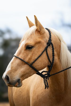 Portrait of a palomino horse wearing a black braided bridle.