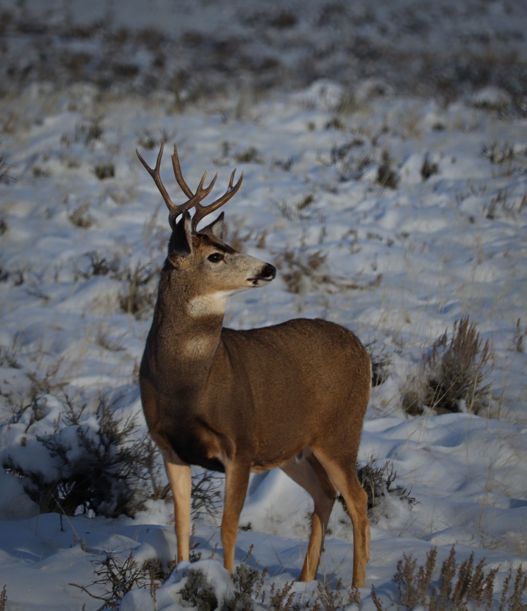 Mule deer buck standing in snowy sagebrush during winter.