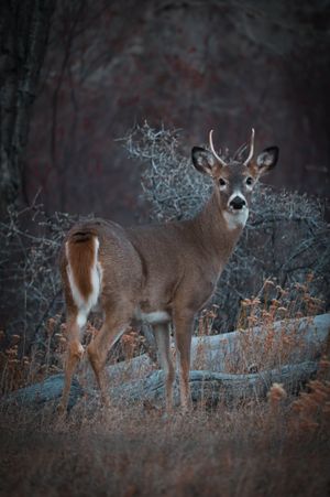 Young buck deer with small antlers standing alert in misty autumn forest.