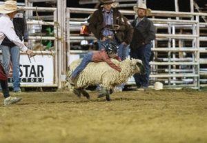 A young mutton bustin' competitor rides a sheep at a rodeo event while officials and spectators watch from the arena.