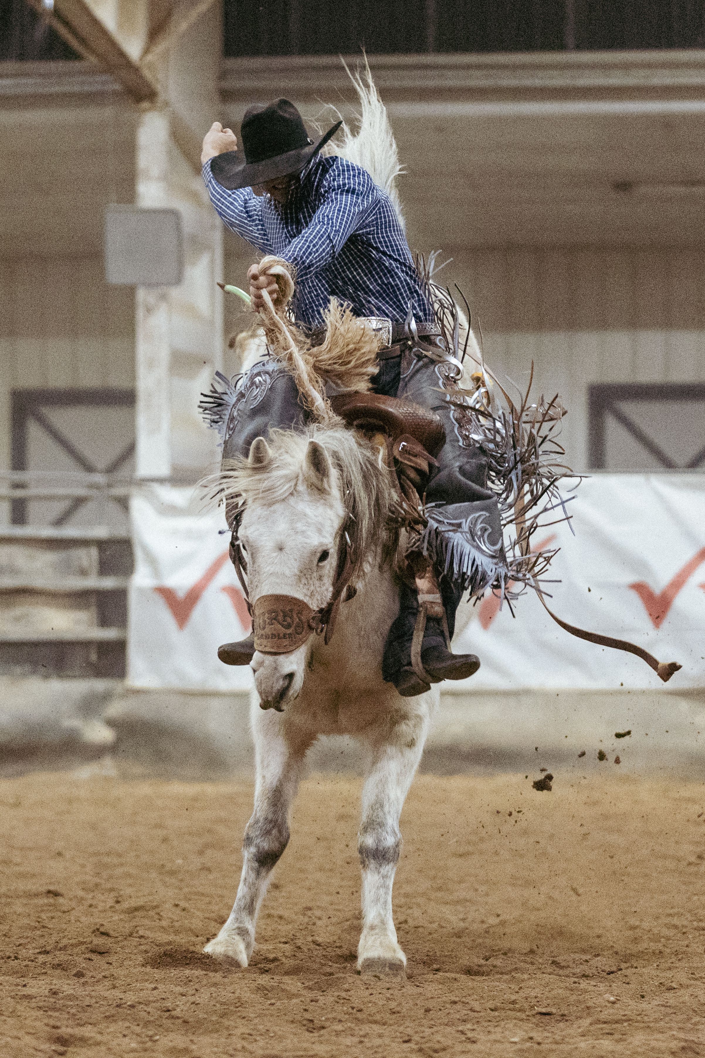 Rodeo bronc rider on white horse during intense indoor arena competition.