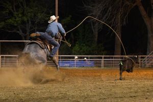 A roper on horseback chases a calf with lasso in a dusty rodeo arena during an evening competition.