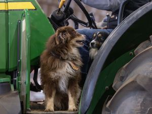 Two Australian shepherds sit next on a green tractor in an agricultural setting.