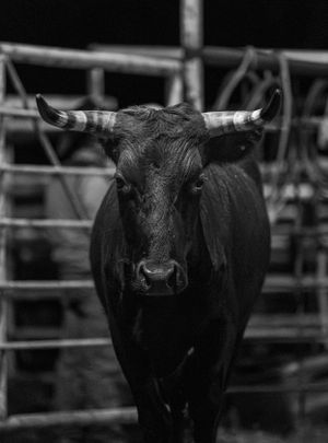 Black and white portrait of a bull with prominent horns staring directly at camera through metal corral bars.