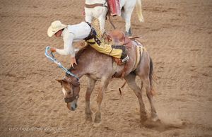 Rodeo bronc rider attempts to stay mounted on a bucking horse during competition.