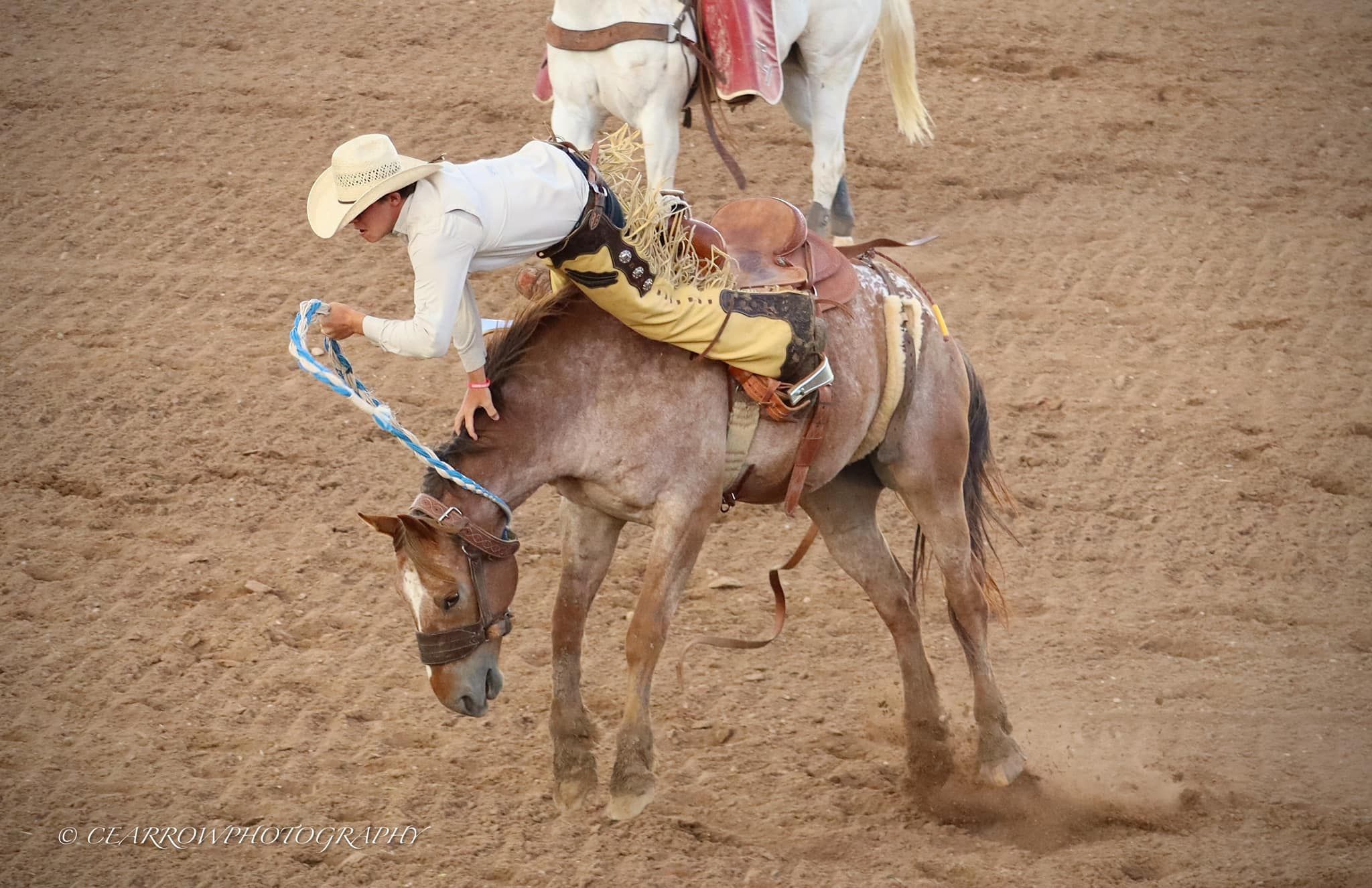 Rodeo bronc rider attempts to stay mounted on a bucking horse during competition.