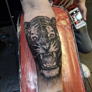 Black and grey tiger. Realism.