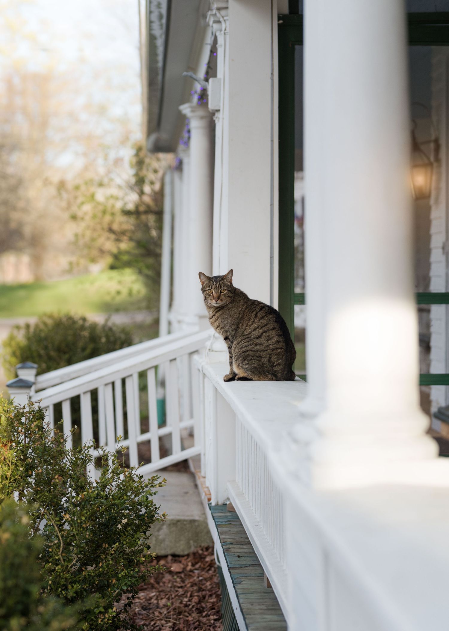 Cat sitting on a porch.