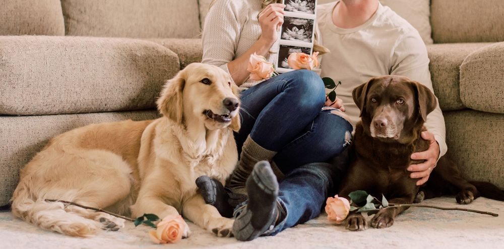 Couple with two dogs in a joyful pregnancy announcement photo, framed by roses in their Columbia, MO living room.