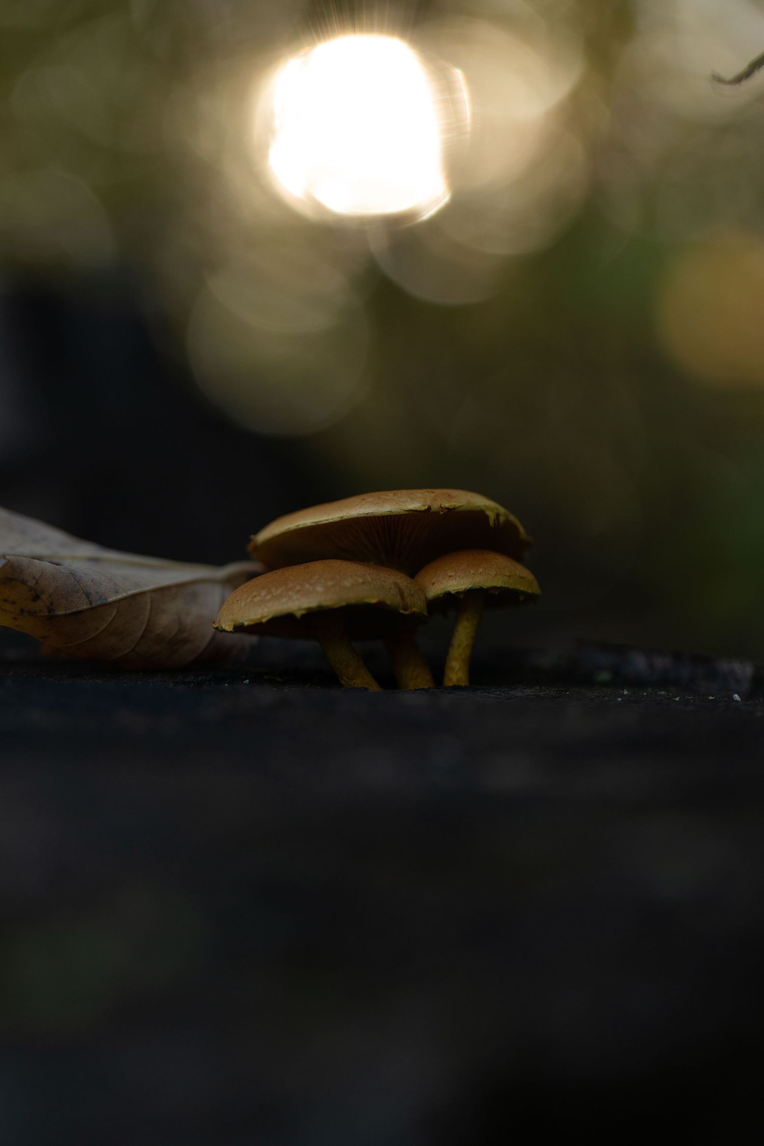 Three orange mushrooms in a close an aesthetic shape next to each other against a bokeh sparkling sunny background