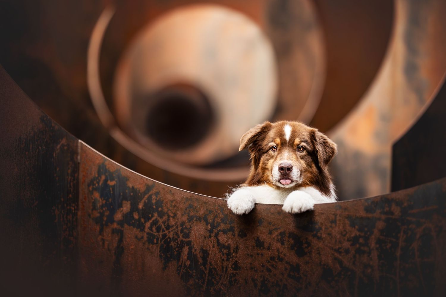 Cute Australian Shepherd puppy peeking over edge of rusty metal pipe.