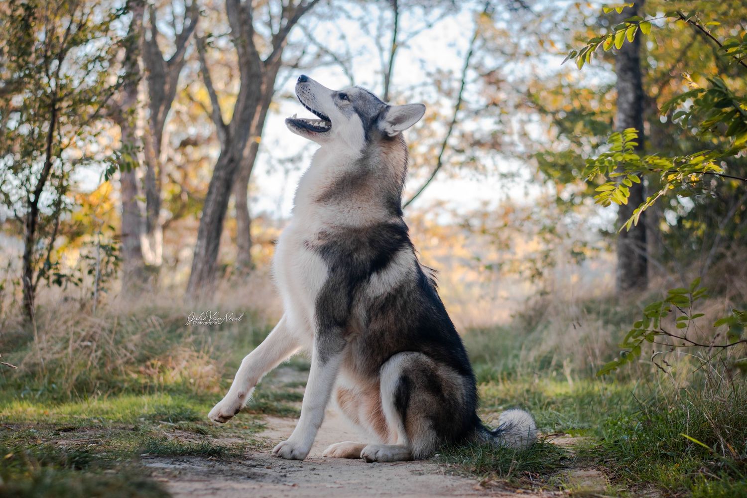 Chien