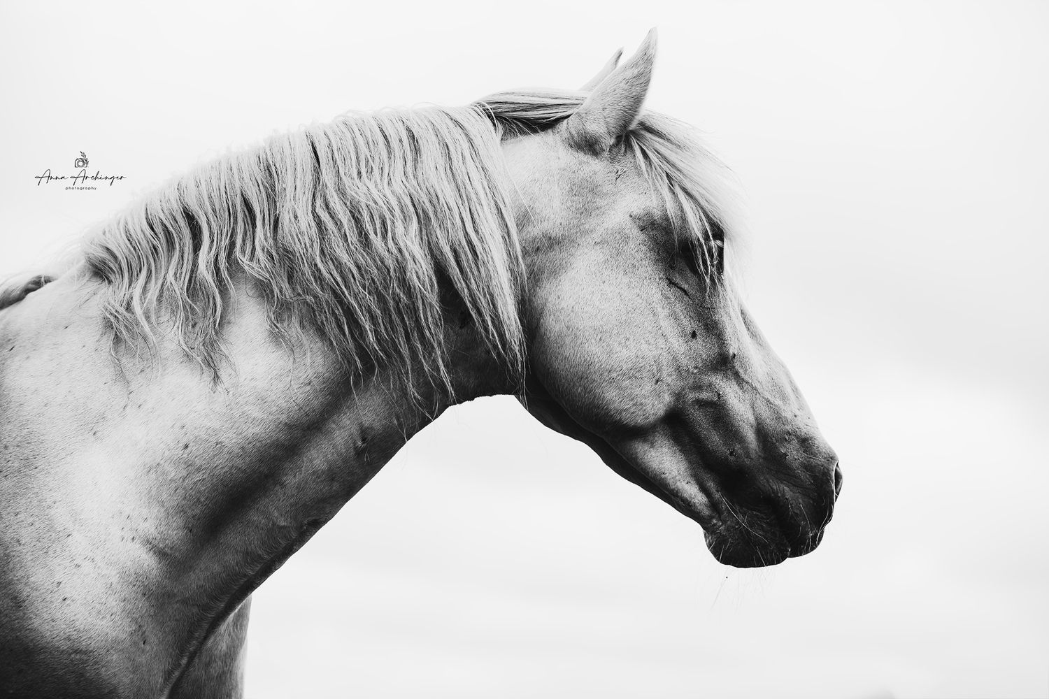 Profile of white horse's head and neck in black and white photography.