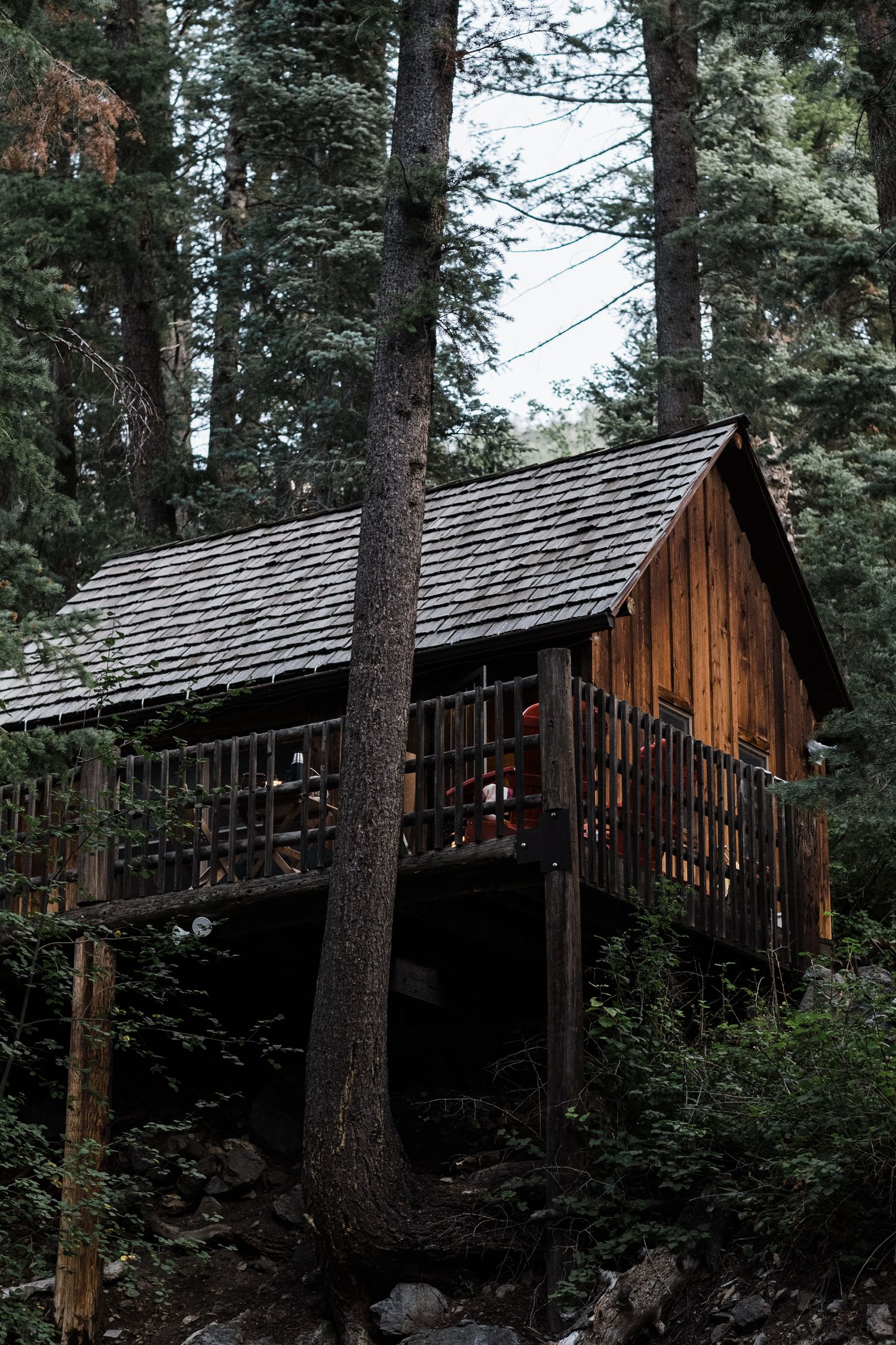 Rustic wooden cabin nestled among tall pine trees in a forest setting.