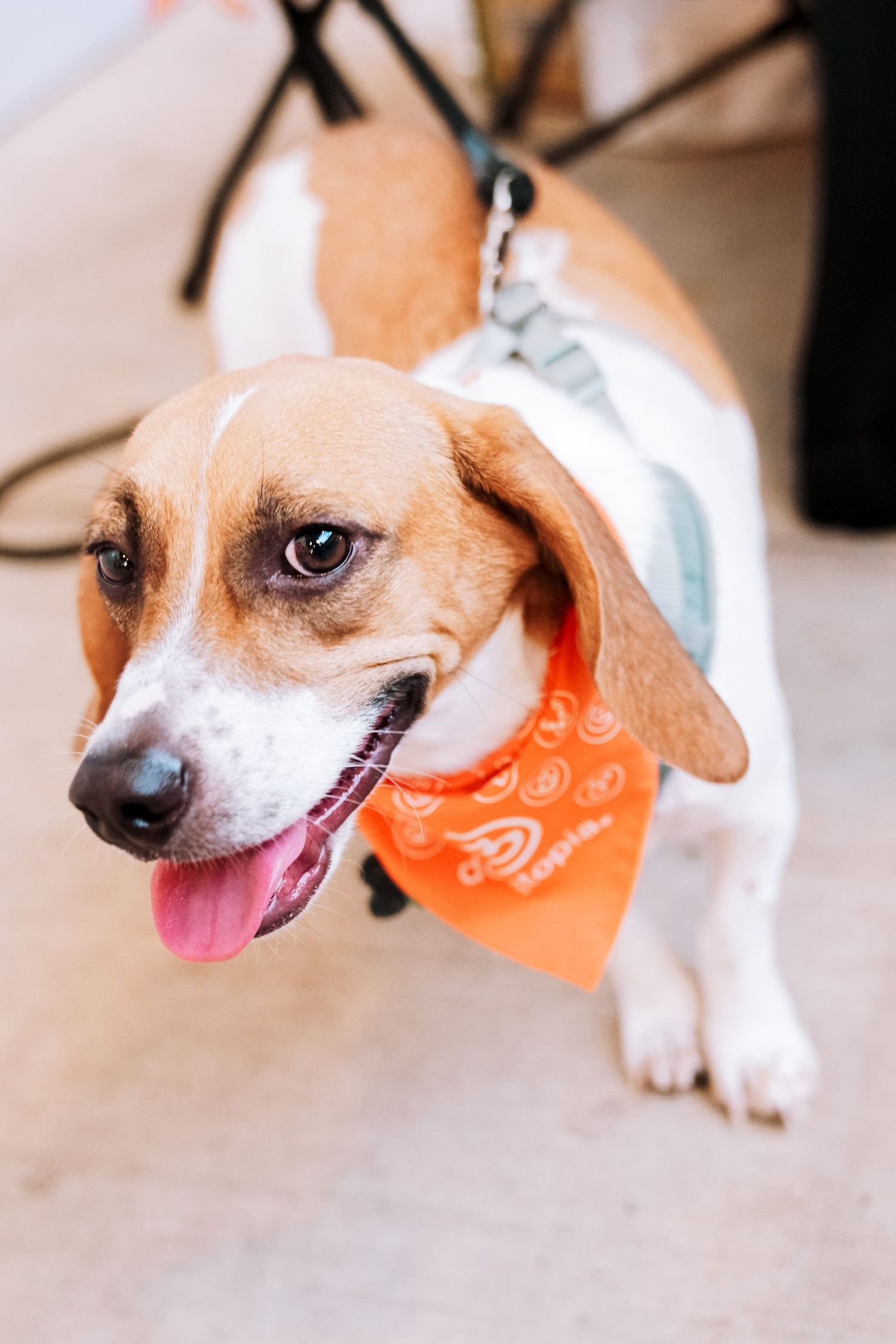 Small brown and white dog wearing orange bandana shown in multiple playful poses.