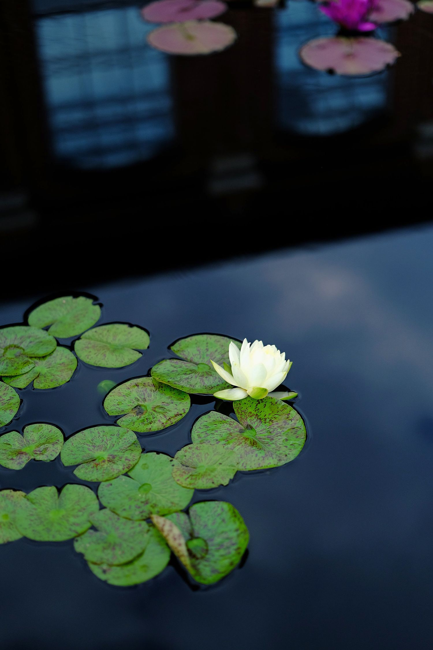 white lily flower