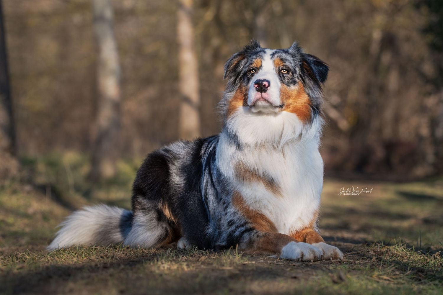Chien
