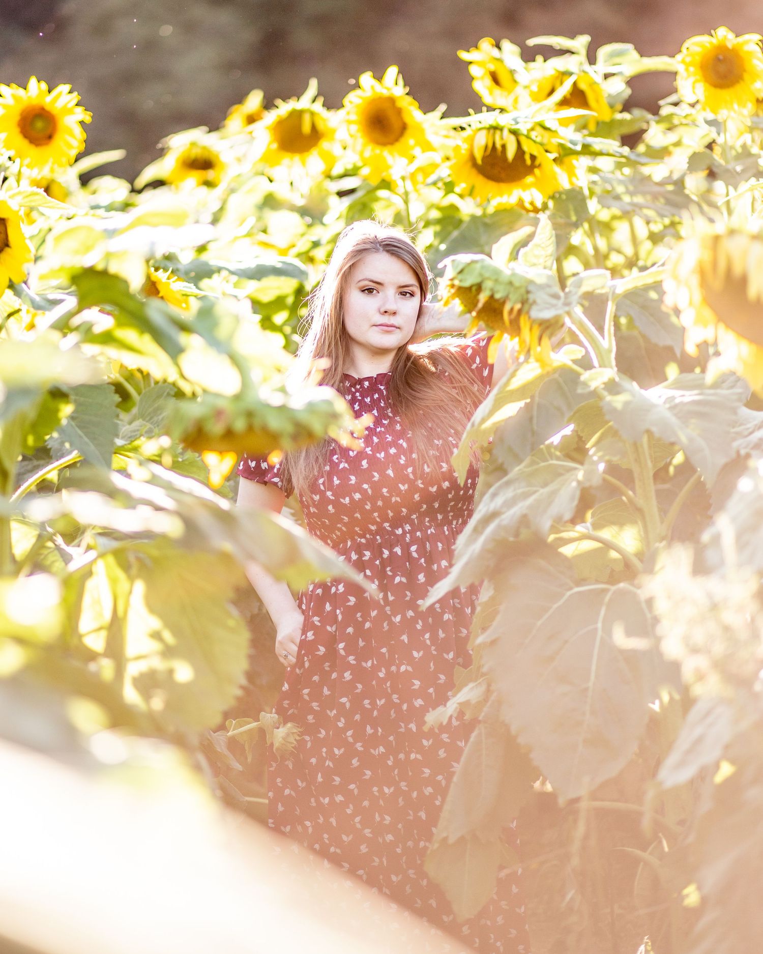 Sunflower portrait photography