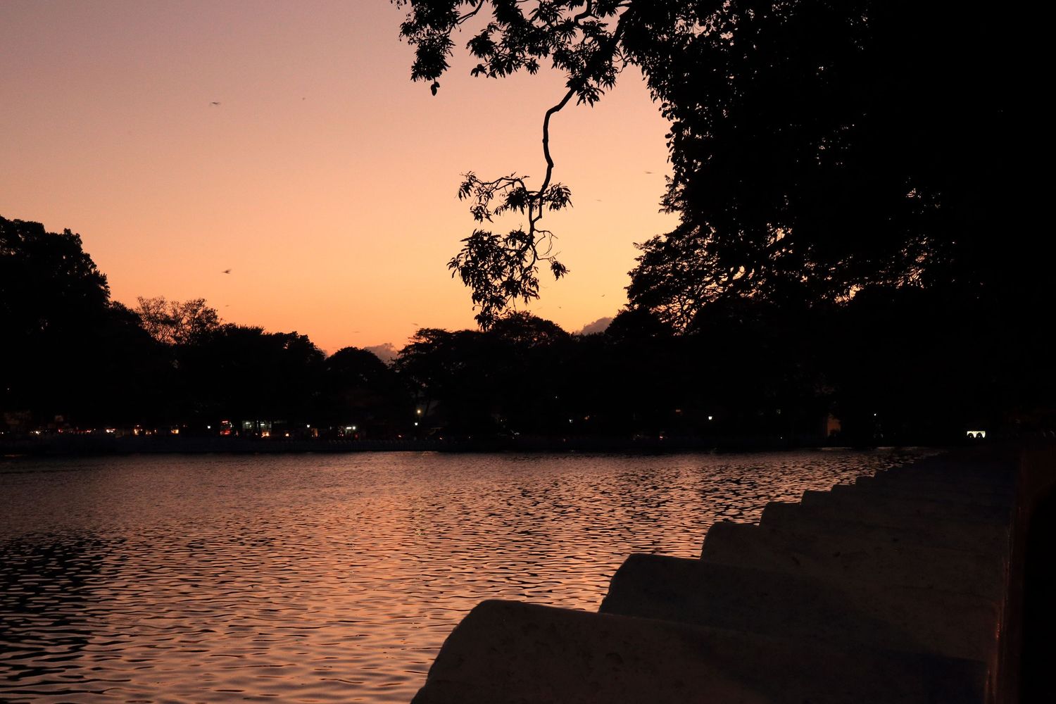 Silhouette of trees against pink sunset sky reflecting on calm lake waters.