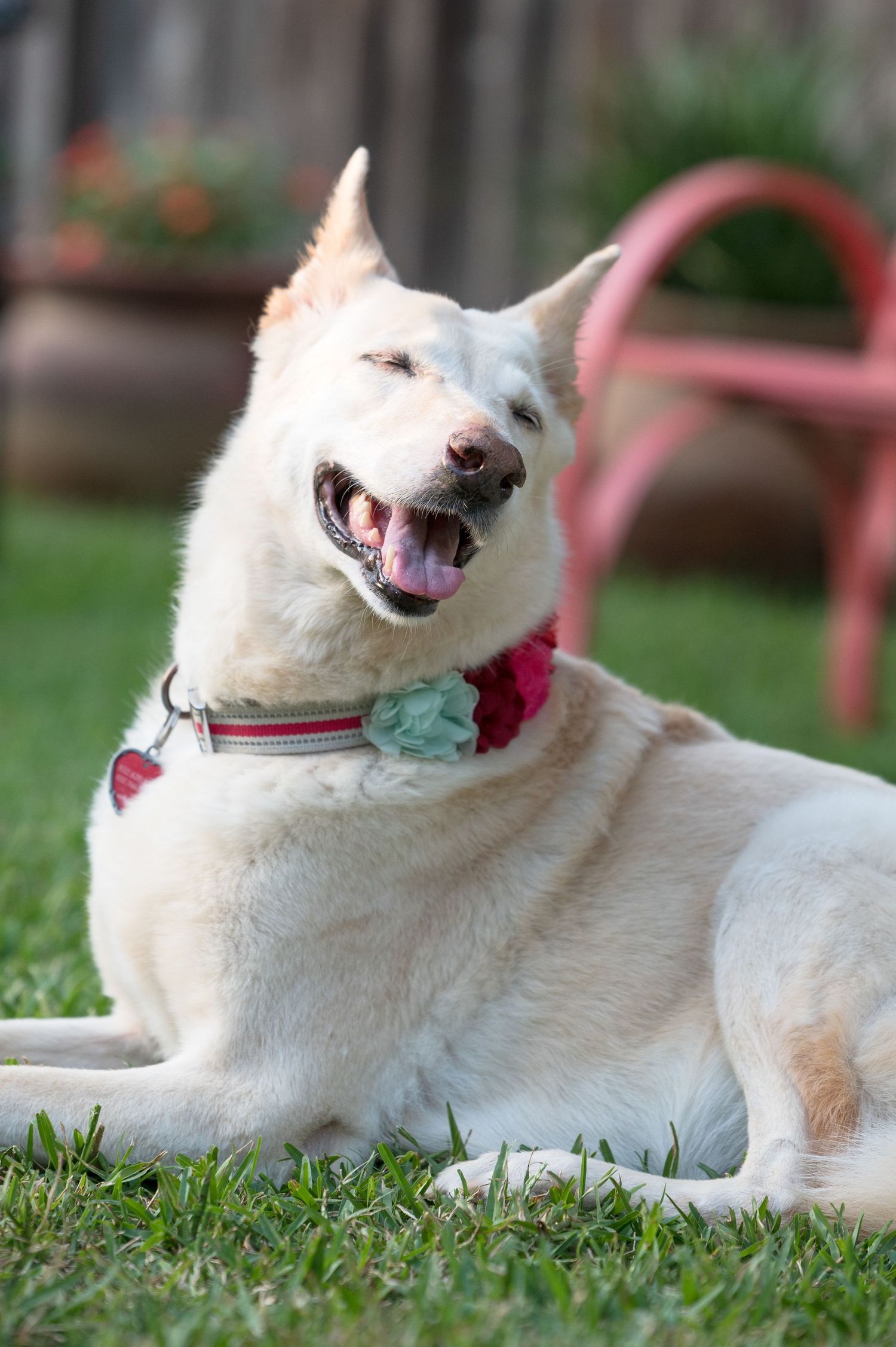 A smiling white dog wearing a floral collar accessory relaxes in the grass.