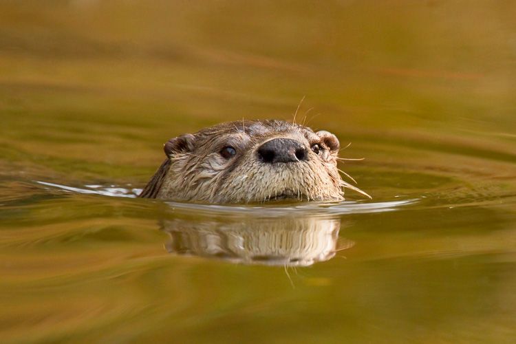 River Otter swims in colorful water in Chincoteague National Wildlife Refuge, Virginia