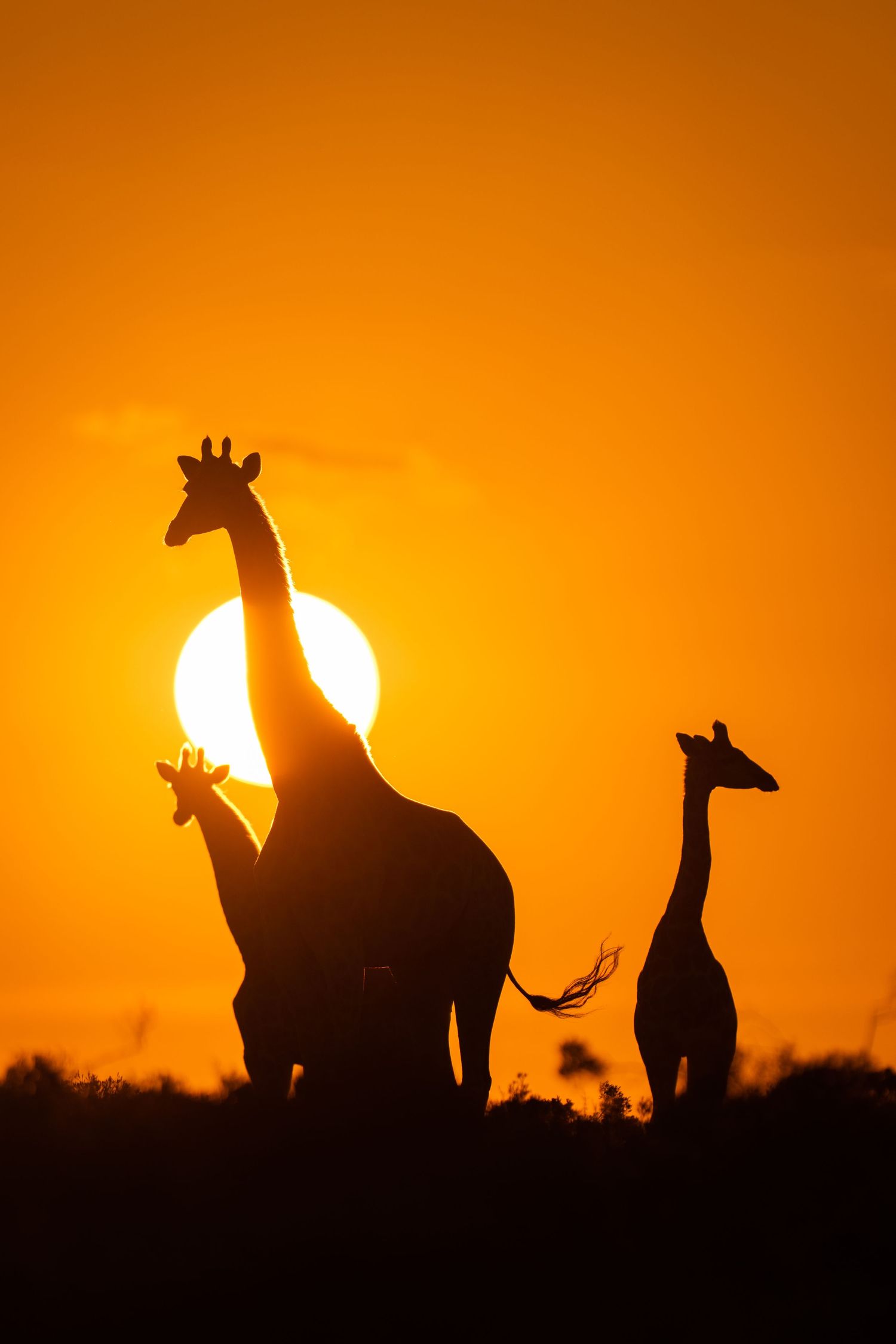 Silhouettes of giraffes against a vibrant orange sunset with the sun creating a dramatic backdrop.