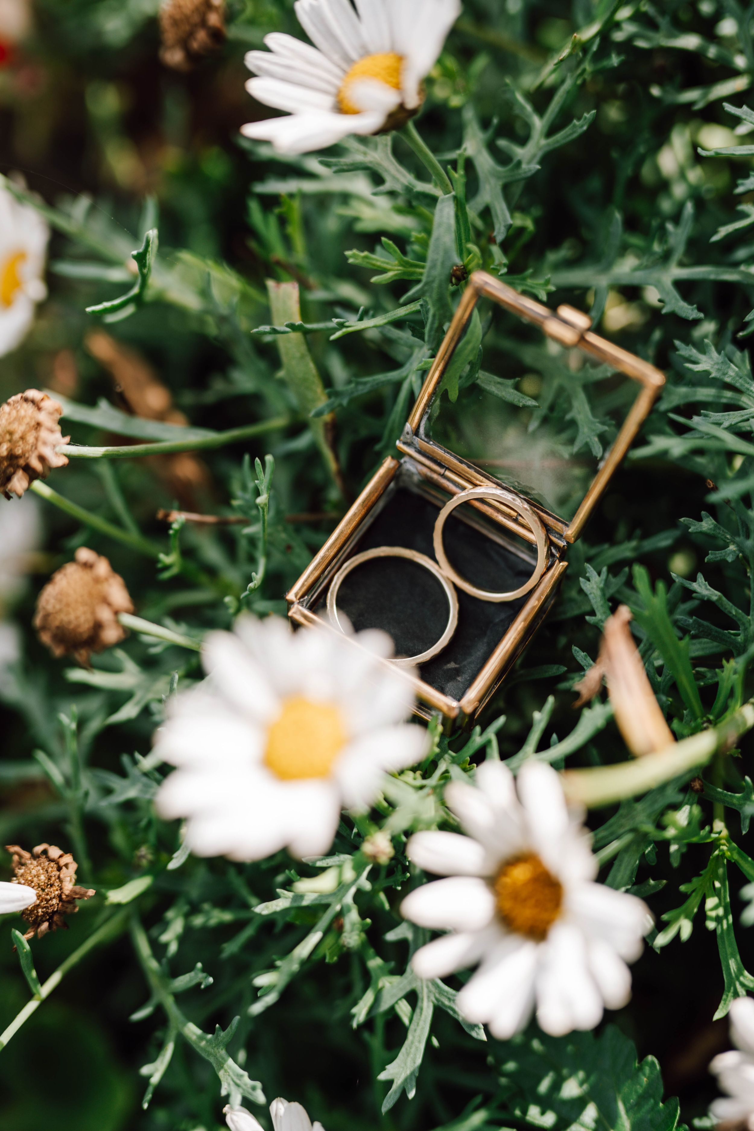 Gold wedding rings nestled among white daisies and green foliage.
