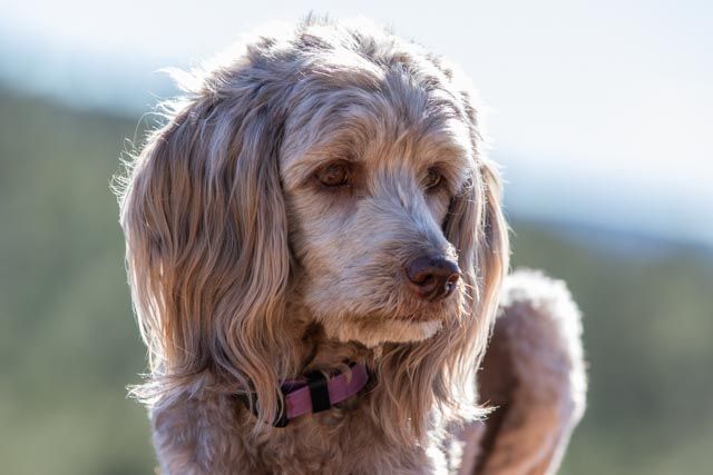 young adult dogs, Rim trail, Pinetop. Lakeside Labradoodle pet portraits